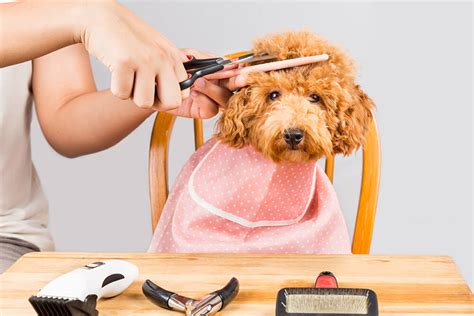 Posh pooch - The Posh Pooch, Chesapeake, Virginia. 38 likes · 1 talking about this · 3 were here. The Posh Pooch is a clean, friendly and preferred grooming salon and boutique. Fun and friendly environment for...